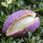 AKEBIA TRIFOLIATA
