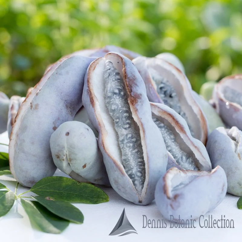 AKEBIA QUINATA - AKEBIA (VAR. SILVER BELL’S)