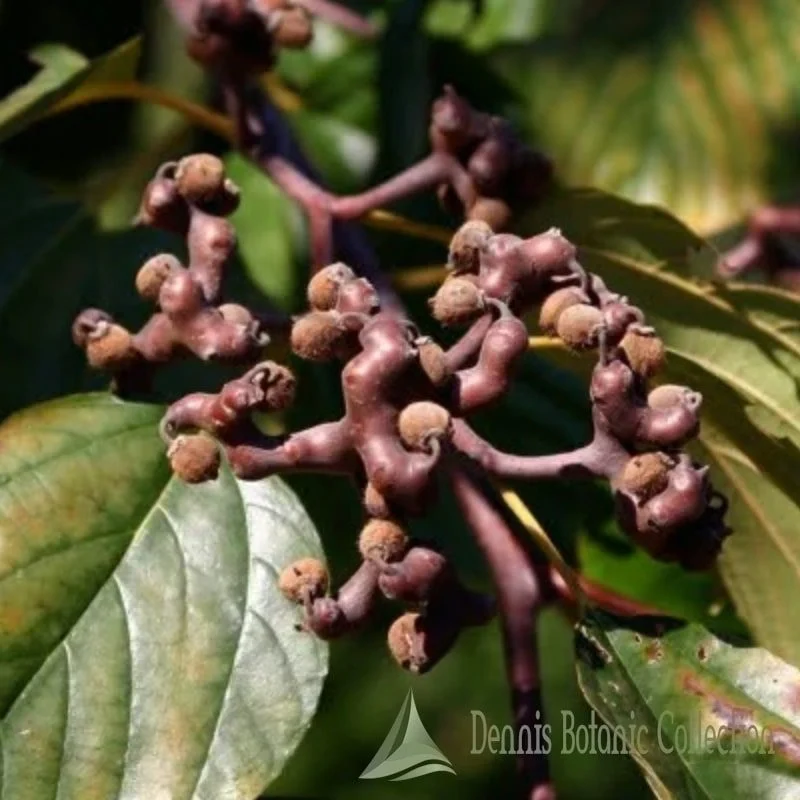 HOVENIA DULCIS - ALBERO DELL’UVA PASSA