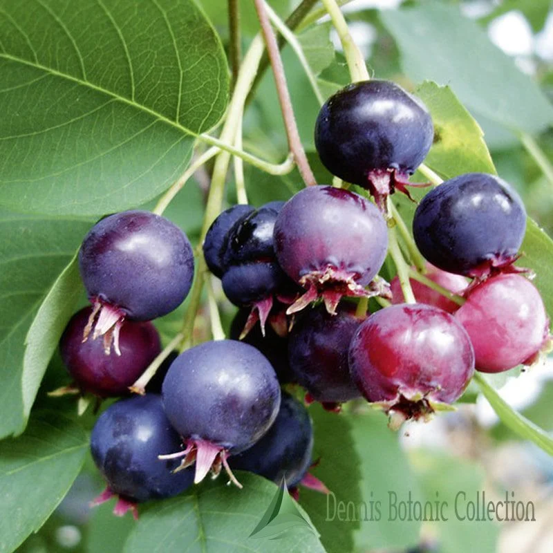 AMELANCHIER CANADENSIS - PERO CORVINO