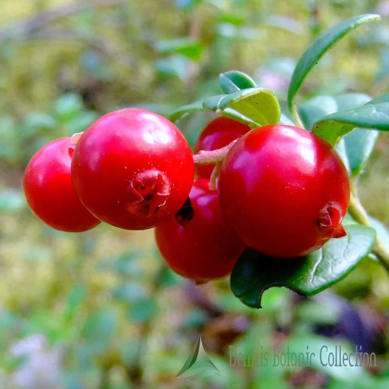 VACCINIUM MACROCARPON - MIRTILLO ROSSO AMERICANO CRANBERRY (VAR. PILGRIM)
