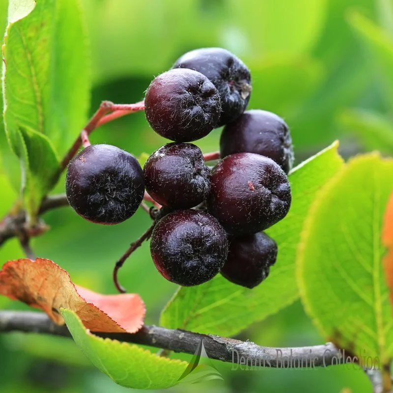 Aronia