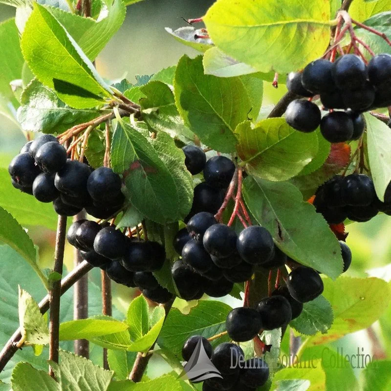 ARONIA PRUNIFOLIA - ARONIA (VAR. NERO)