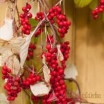 SCHISANDRA CHINENSIS - BACCA DEI CINQUE SAPORI AUTOFERTILE (VAR. SADOVA NO 1)