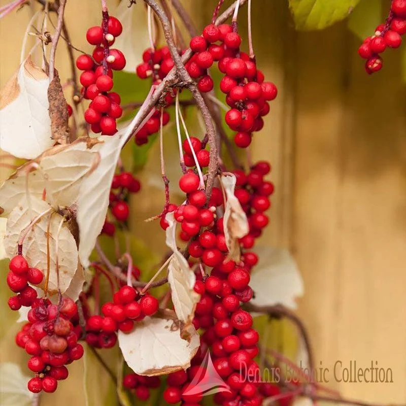 SCHISANDRA CHINENSIS - BACCA DEI CINQUE SAPORI AUTOFERTILE (VAR. SADOVA NO 1)
