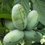 ASIMINA TRILOBA - BANANO DI MONTAGNA AUTOFERTILE (VAR. PRIMA 1216)