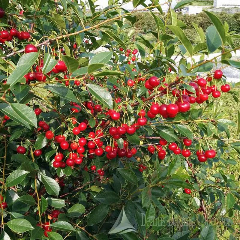 PRUNUS FRUTICOSA X CERASUS  BUSH CHERRY - CILIEGIO A CESPUGLIO (VAR. CARMINE JEWEL)