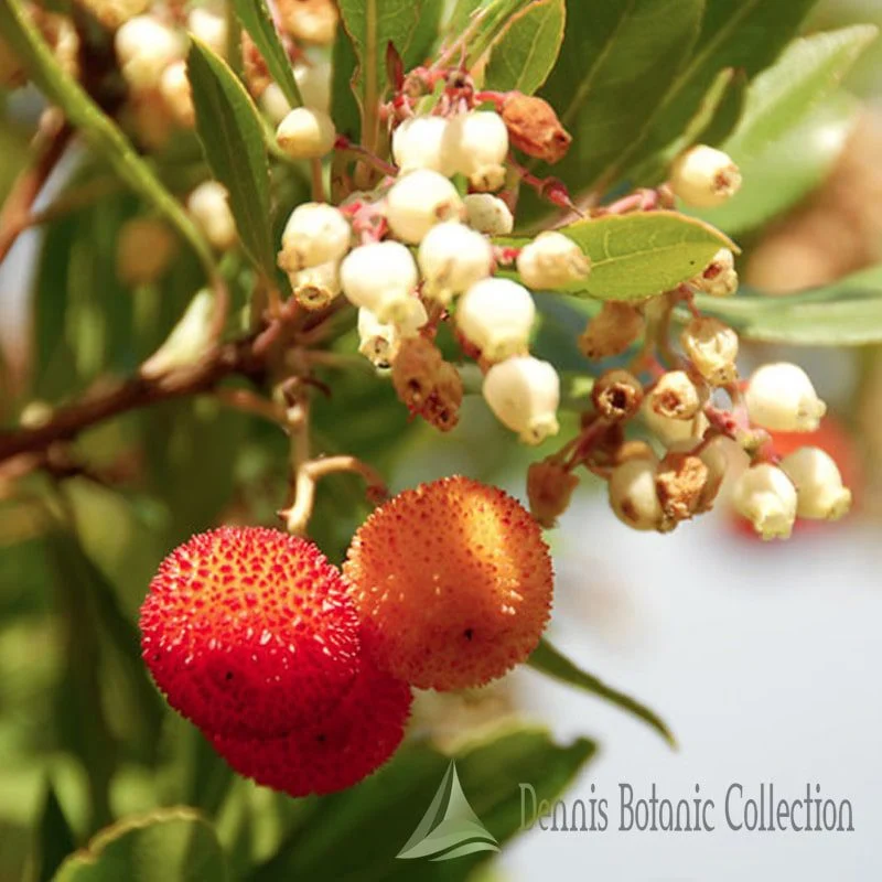 ARBUTUS UNEDO - CORBEZZOLO