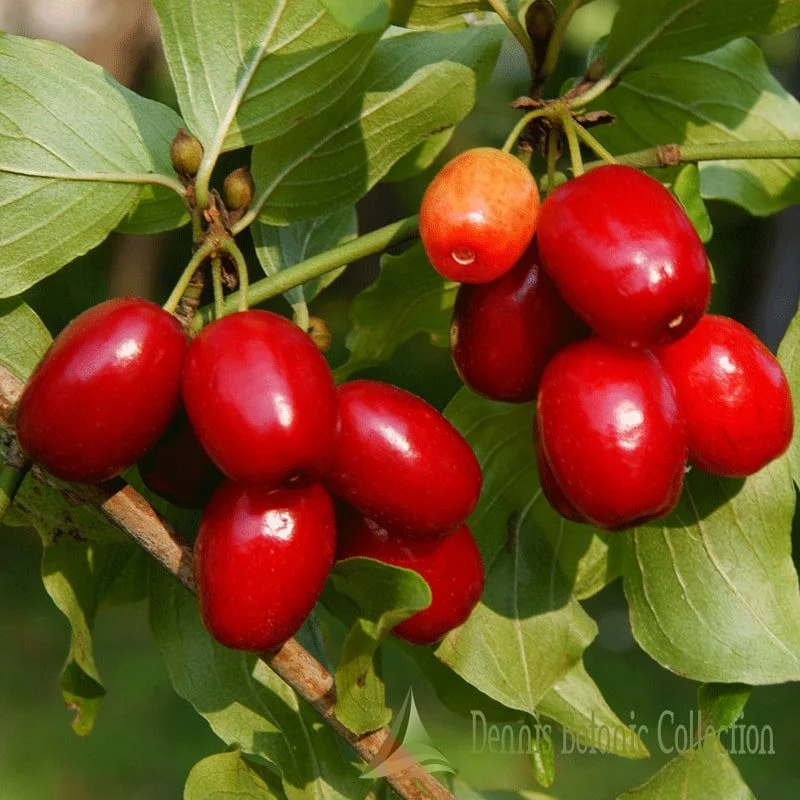 CORNUS MAS - CORNIOLO