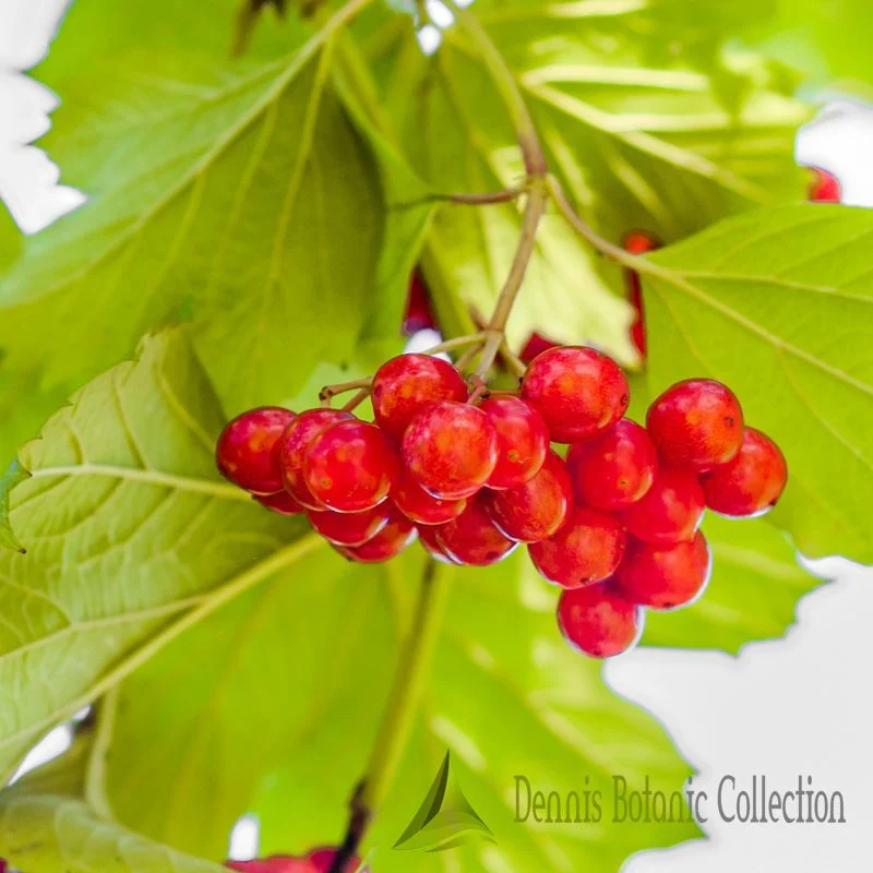 VIBURNUM TRILOBUM - AMERICAN CRANBERRYBUSH (VAR. WENTWORTH)