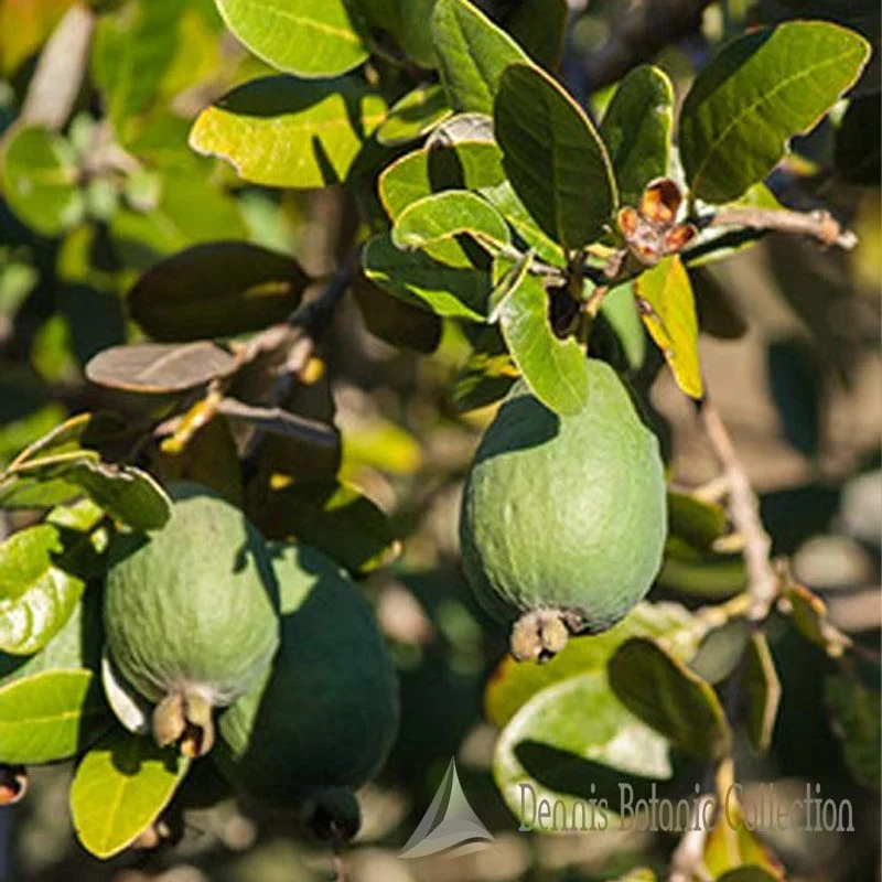 ACCA SELLOWIANA - FEIJOA (VAR. MAMMOTH)