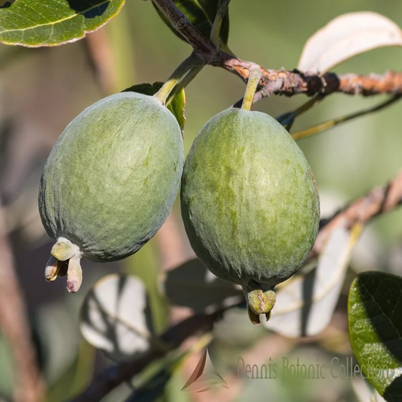 ACCA SELLOWIANA - FEIJOA (VAR. TRIUMPH)