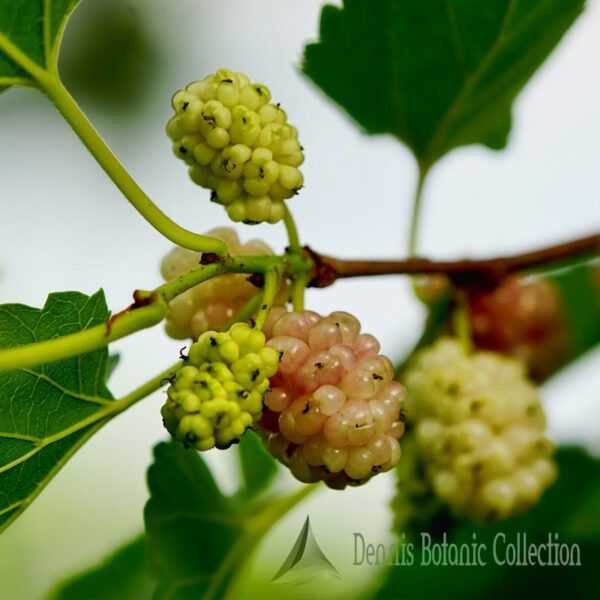 MORUS ALBA - GELSO BIANCO - Dennis Botanic Collection