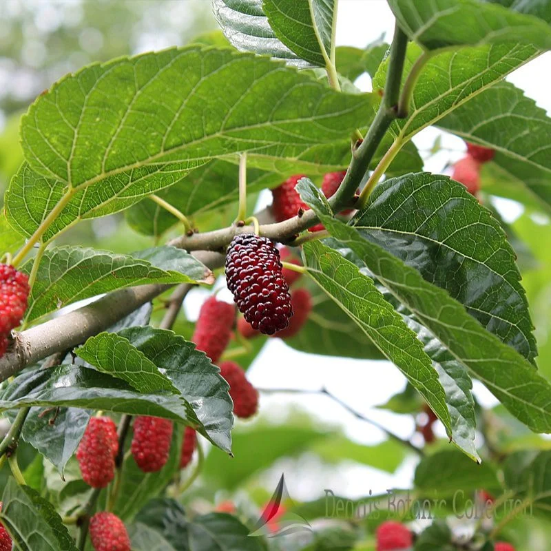MORUS ROTUNDILOBA - GELSO NANO (VAR. MOJO BERRY)
