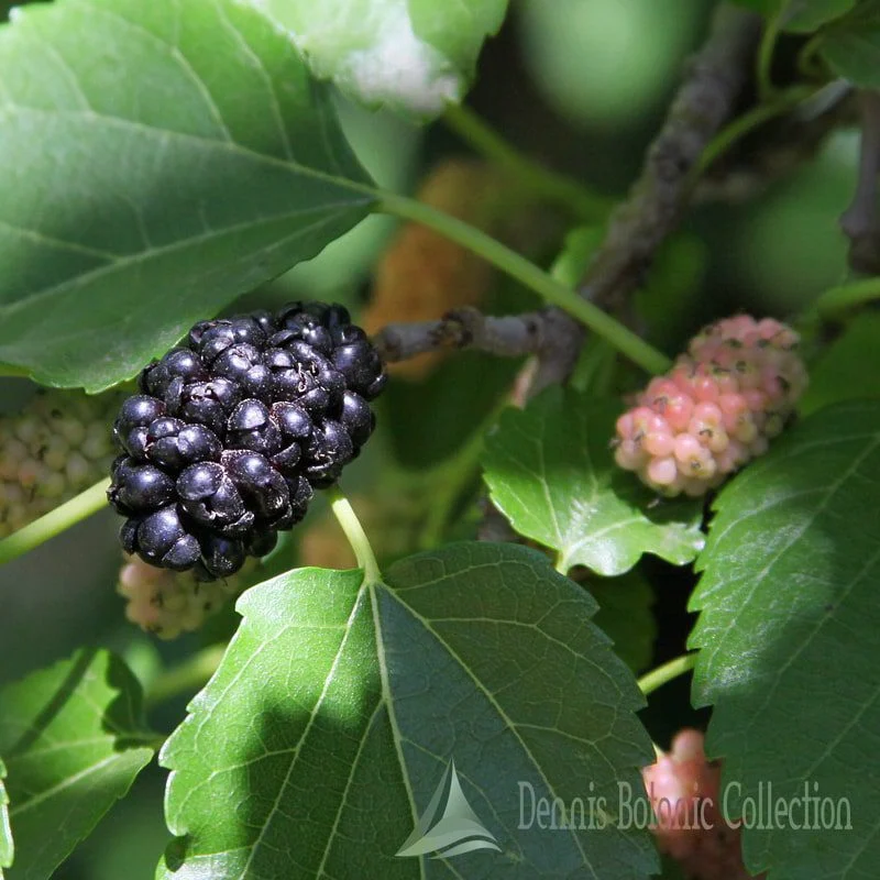 MORUS NIGRA - GELSO NERO