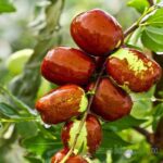 ZIZIPHUS JUJUBA - GIUGGIOLO CINESE SENZA SPINE (VAR. DONGZAO)
