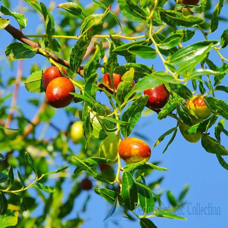 ZIZIPHUS JUJUBA - GIUGGIOLO