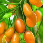 LYCIUM BARBARUM GIALLO - GOJI GIALLO (VAR. AMBER SWEET GOLD)