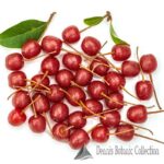 ELAEAGNUS UMBELLATA - GOUMI DEL GIAPPONE ROSSO (VAR. SWEET’N’SOUR)