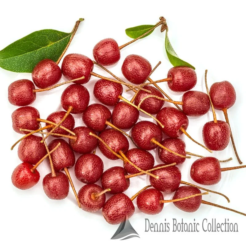 ELAEAGNUS UMBELLATA - GOUMI DEL GIAPPONE ROSSO (VAR. SWEET’N’SOUR)