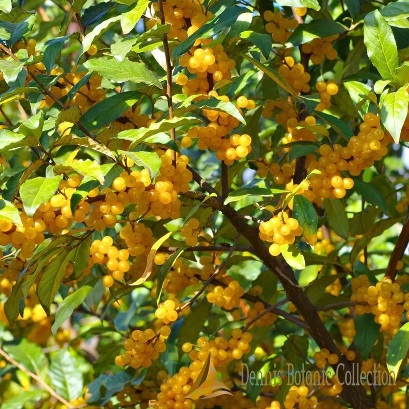 ELAEAGNUS UMBELLATA GIALLO - GOUMI DEL GIAPPONE GIALLO (VAR. FORTUNELLA)