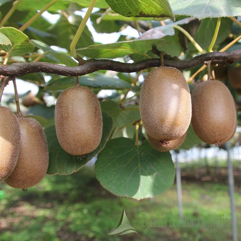 ACTINIDIA DELICIOSA - KIWI AUTOFERTILE (VAR. JENNY)
