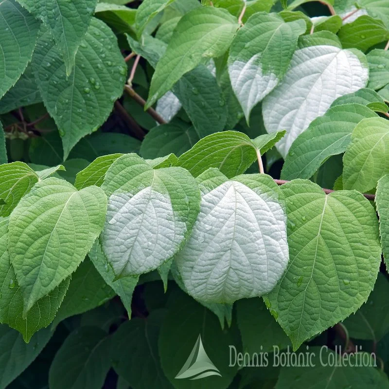 ACTINIDIA KOLOMIKTA - KIWI VARIEGATO AUTOFERTILE (VAR. DR. SZYMANOWSKI)