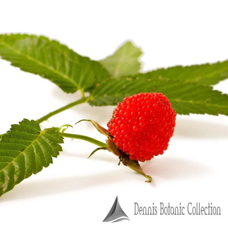 RUBUS ILLECEBROSUS - LAMPONE FRAGOLA