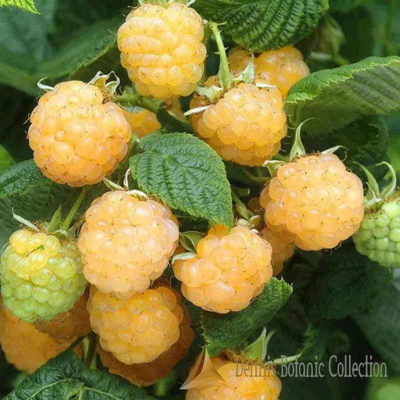 RUBUS IDAEUS - LAMPONE GIALLO (VAR. GOLDEN QUEEN)