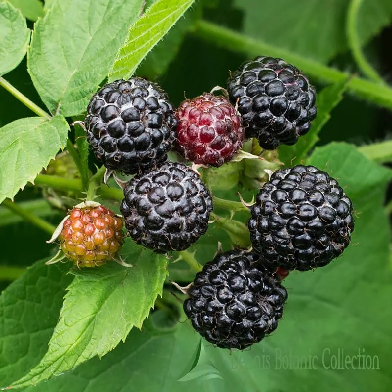 RUBUS OCCIDENTALIS - LAMPONE NERO (VAR. BLACK JEWEL)
