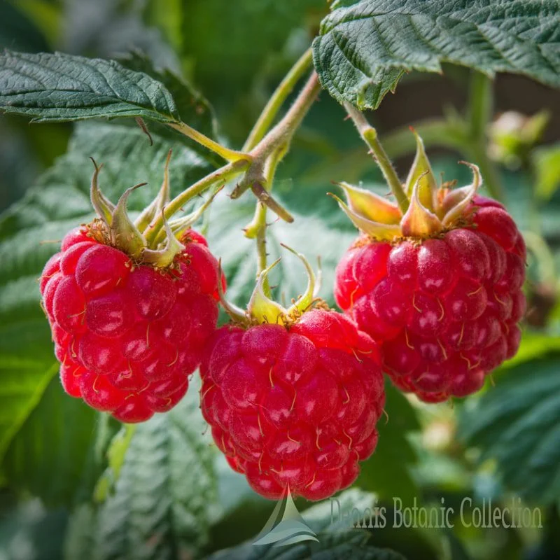 RUBUS IDAEUS - LAMPONE ROSSO (VAR. POLANA)