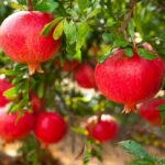 PUNICA GRANATUM - MELOGRANO (VAR. ACCO 128)