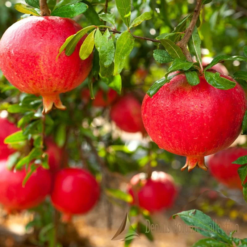 PUNICA GRANATUM - MELOGRANO (VAR. ACCO 128)