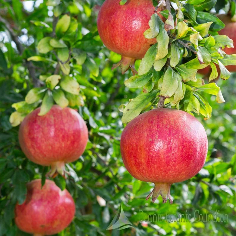 PUNICA GRANATUM - MELOGRANO (VAR. PARFIANKA)