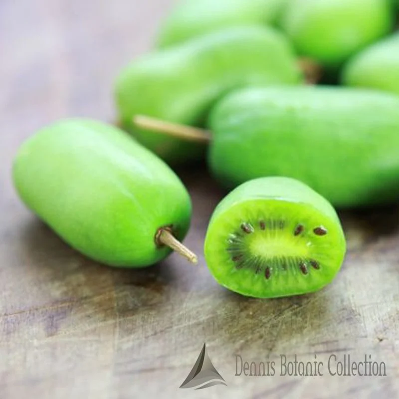 ACTINIDIA ARGUTA - MINI KIWI AUTOFERTILE (VAR. VITIKIWI)