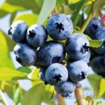 VACCINIUM CORYMBOSUM - MIRTILLO AMERICANO (VAR. BLUECROP)