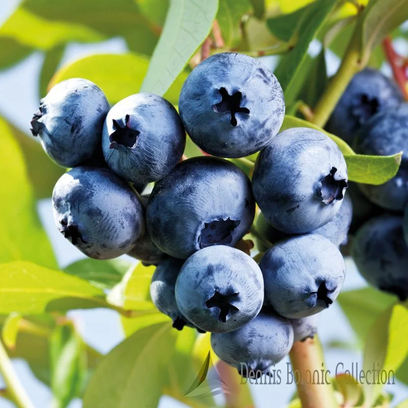 VACCINIUM CORYMBOSUM - MIRTILLO AMERICANO (VAR. BLUECROP)