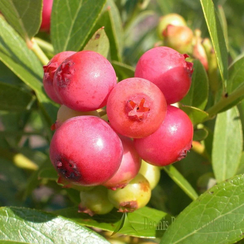 VACCINIUM PINK LEMONADE - MIRTILLO ROSA (VAR. PINK LEMONADE)