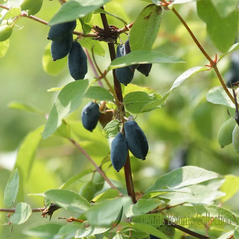 LONICERA KAMTSCHATICA - MIRTILLO SIBERIANO (VAR. DOCZ VELIKANA)
