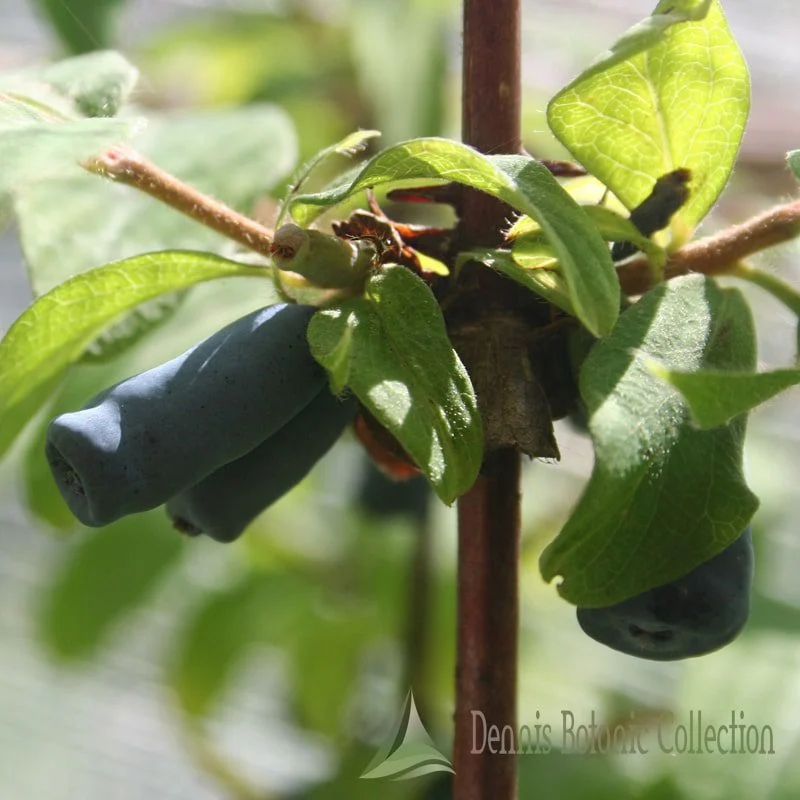 LONICERA KAMTSCHATICA - MIRTILLO SIBERIANO (VAR. VOSTORG)