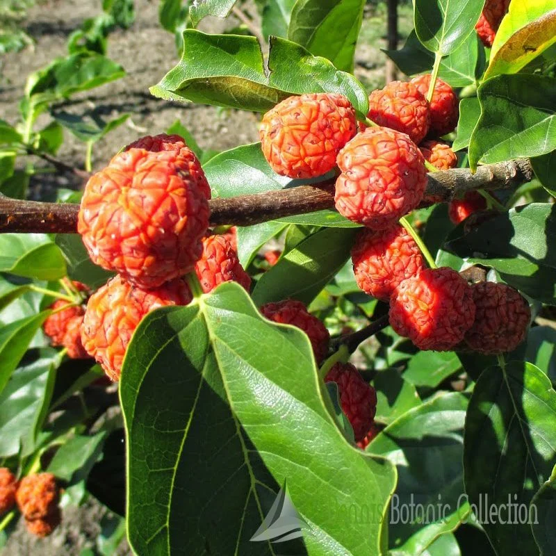 CUDRANIA TRICUSPIDATA - MORA DI GELSO CINESE AUTOFERTILE (VAR. SEEDLESS THORNLESS)