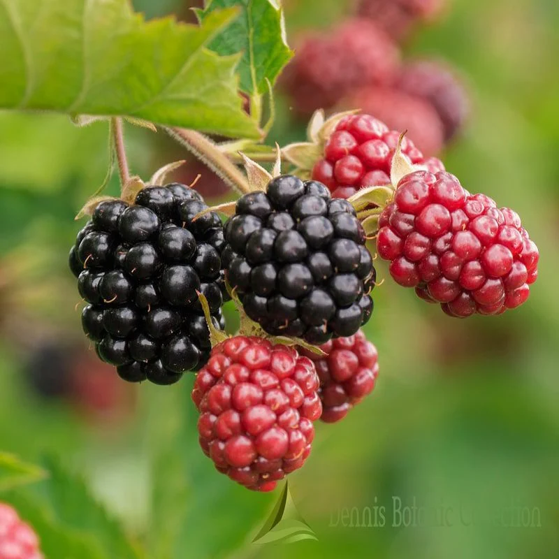 RUBUS FRUTICOSUS - MORA (VAR. BLACK SATIN)