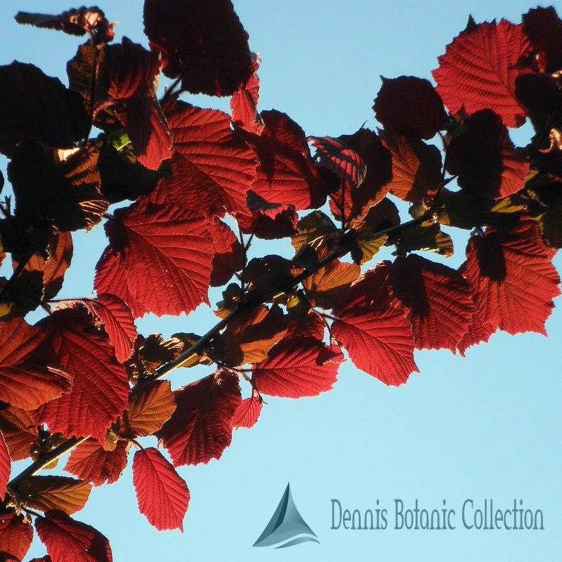 CORYLUS AVELLANA - NOCCIOLO ROSSO (VAR. RODE ZELLERNOOT)