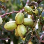 CARYA ILLINOINENSIS - NOCE PECAN AUTOFERTILE (VAR. CAPE FEAR)