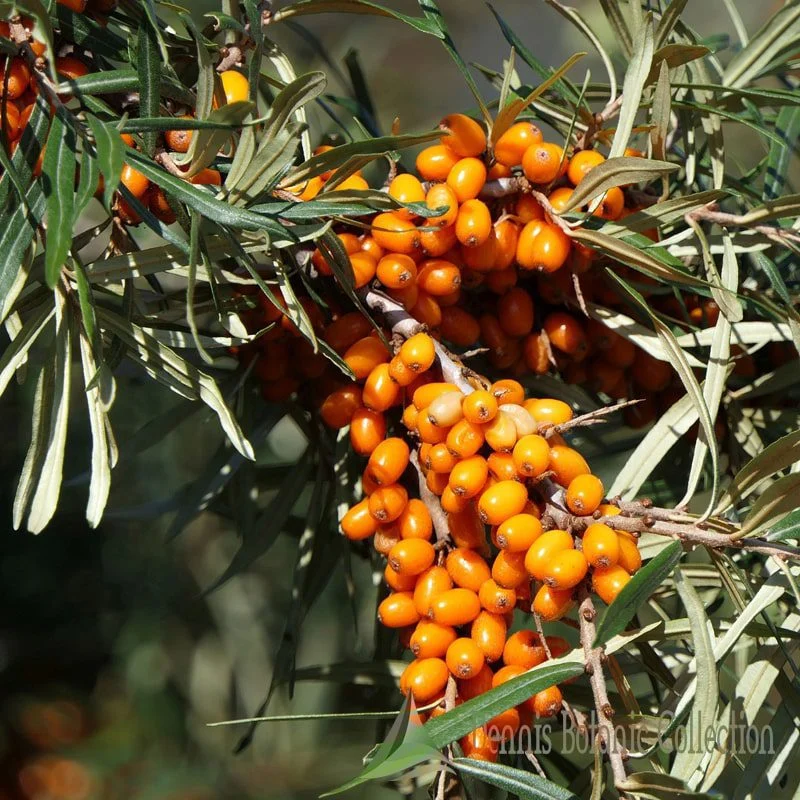 HIPPOPHAE RHAMNOIDES - OLIVELLO SPINOSO AUTOFERTILE (VAR. FRIESDORFER ORANGE)