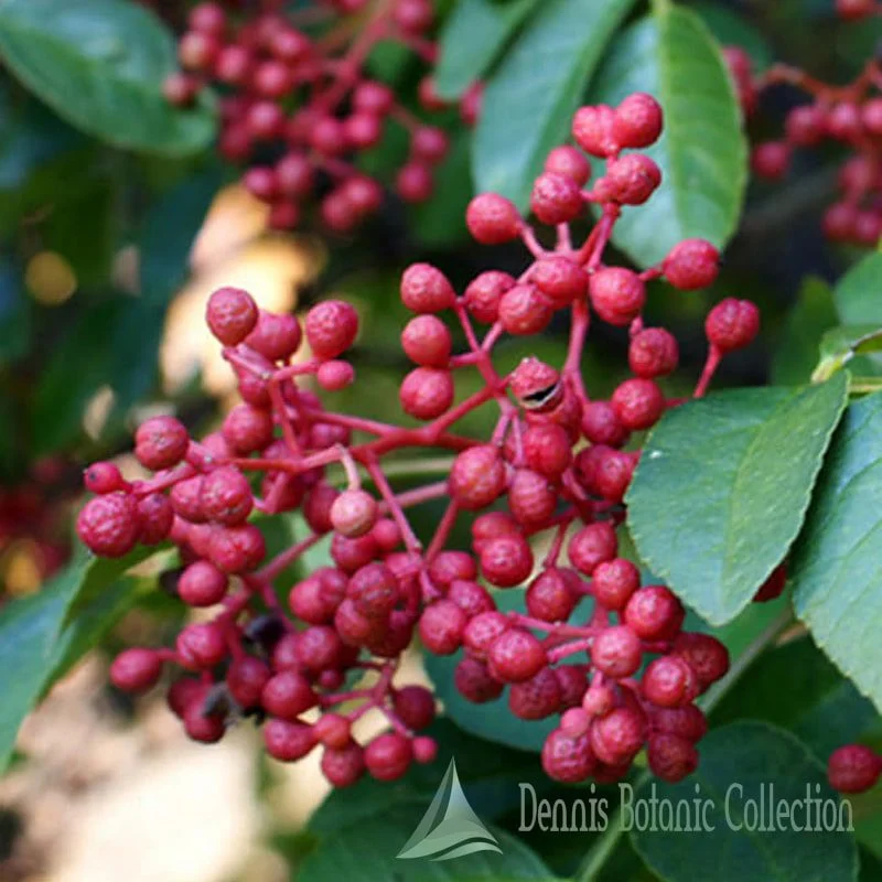 ZANTHOXYLUM SIMULANS - PEPE SICHUAN