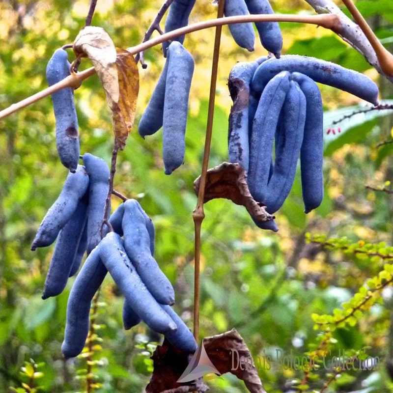 DECAISNEA FARGESII - PIANTA DALLE DITA BLU