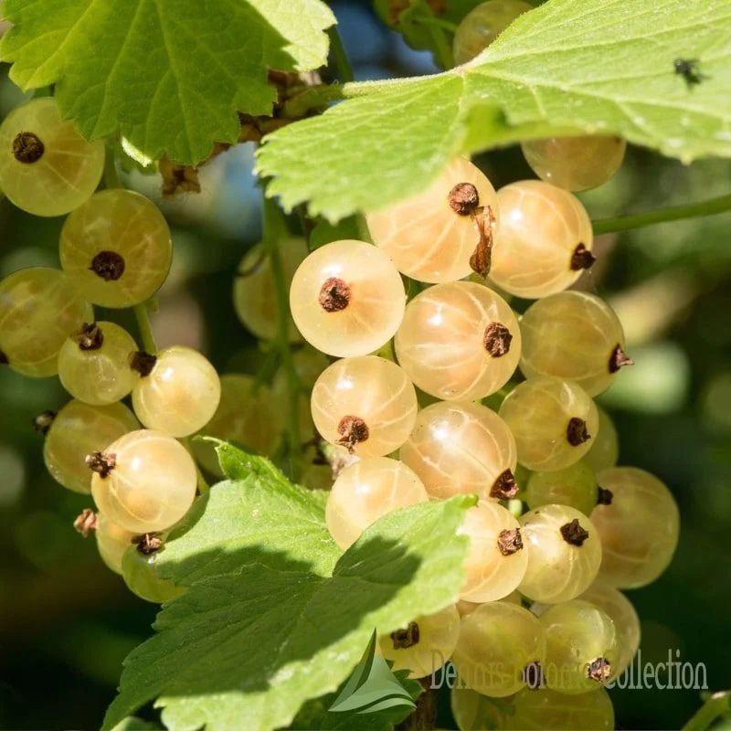 RIBES SATIVUM - RIBES BIANCO (VAR. WHITE HOLLANDER)