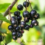 RIBES NIGRUM - RIBES NERO (VAR. TITANIA)