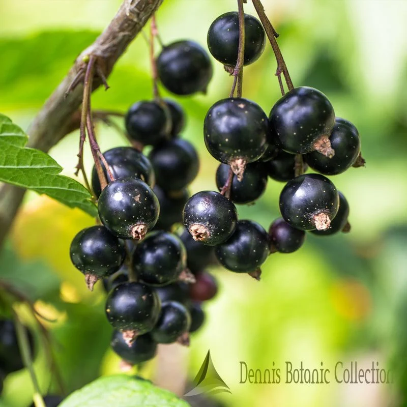 RIBES NIGRUM - RIBES NERO (VAR. TITANIA)